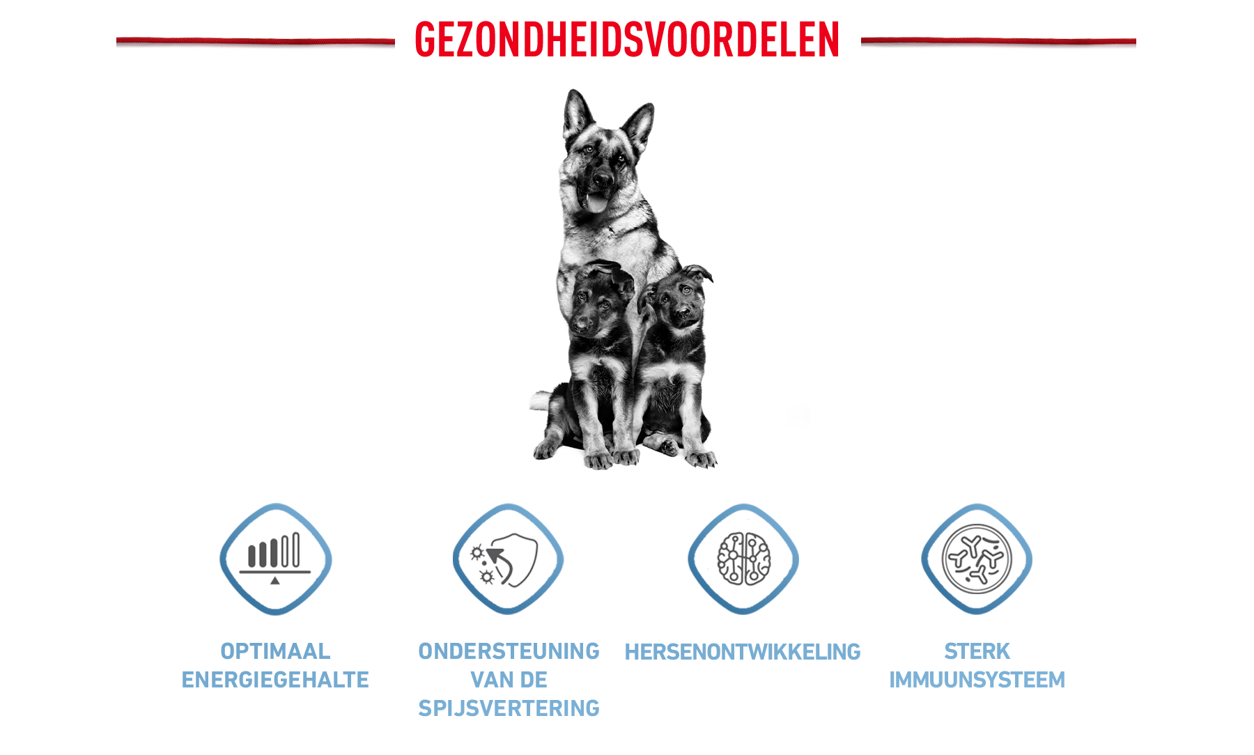 Royal Canin Maxi Puppy Gezondheidsvoordelen